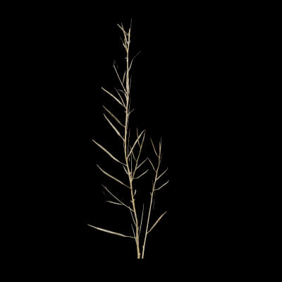 Rapeseed Plant