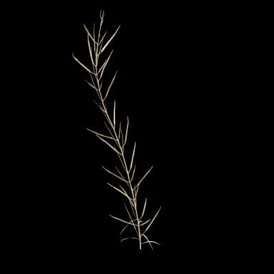Rapeseed Plant