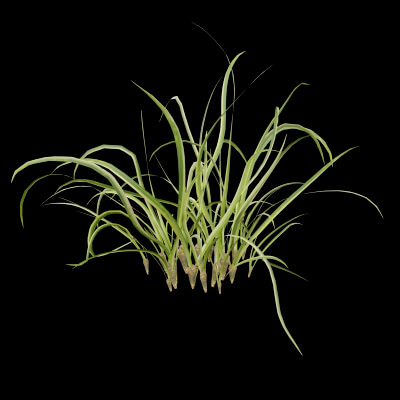 Reed Canary Grass