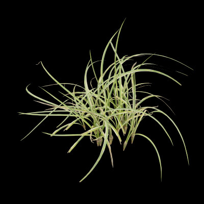 Reed Canary Grass