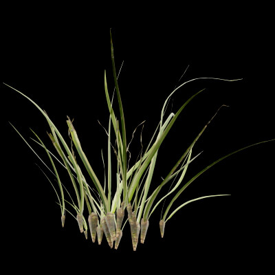 Reed Canary Grass