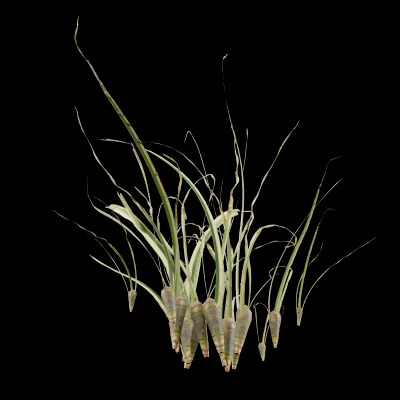 Reed Canary Grass