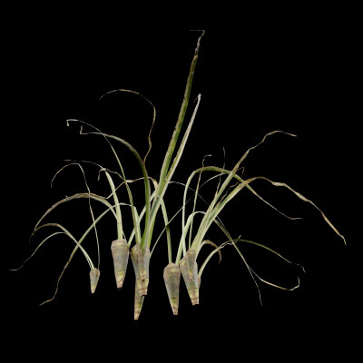 Reed Canary Grass