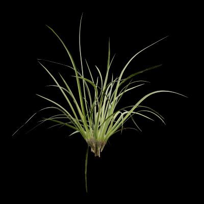Reed Canary Grass