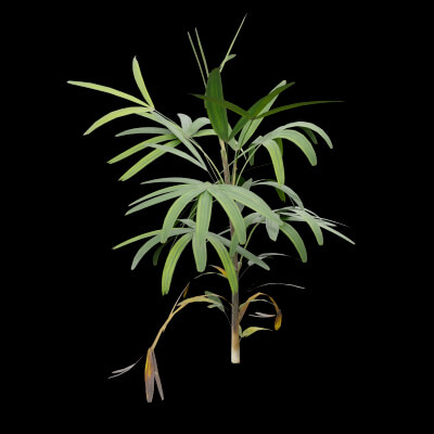 Rhapis Excelsa Plant
