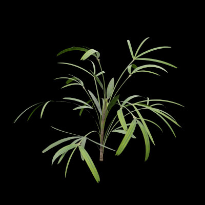 Rhapis Excelsa Plant