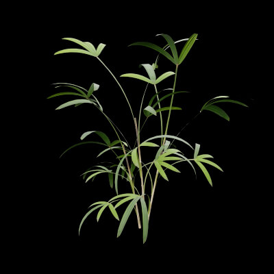 Rhapis Excelsa Plant