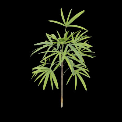 Rhapis Excelsa Plant