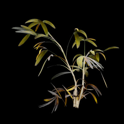 Rhapis Excelsa Plant