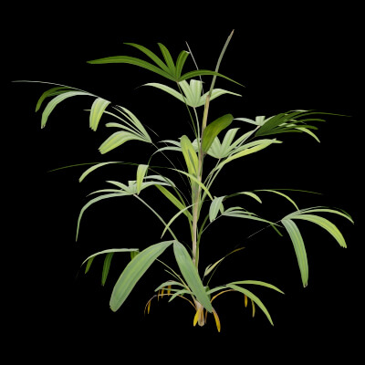 Rhapis Excelsa Plant