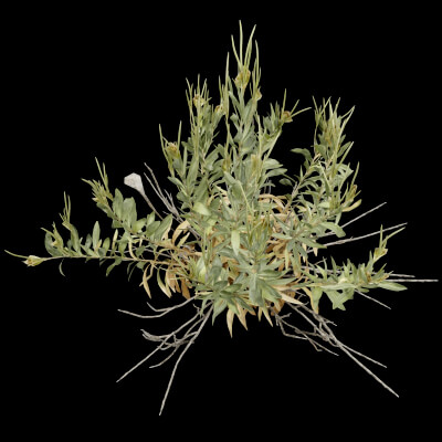 Rhazya Plant Shrub