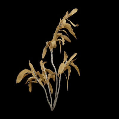 Rhazya Plant Shrub