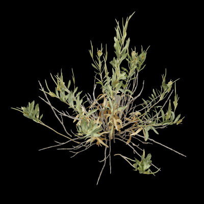 Rhazya Plant Shrub