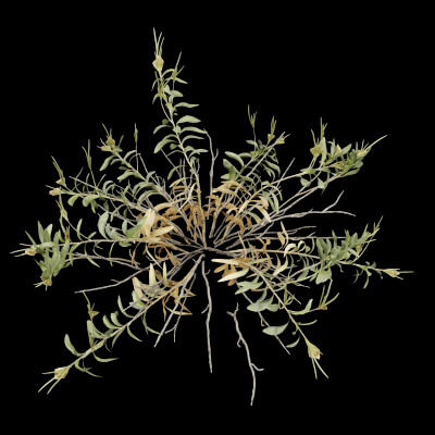 Rhazya Plant Shrub