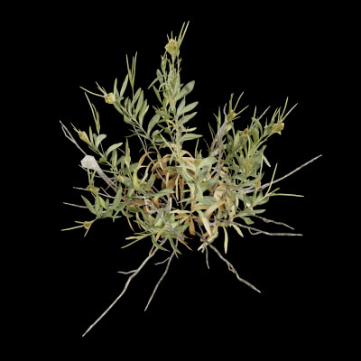 Rhazya Plant Shrub