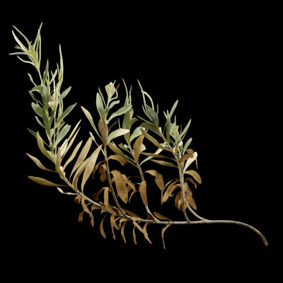 Rhazya Plant Shrub