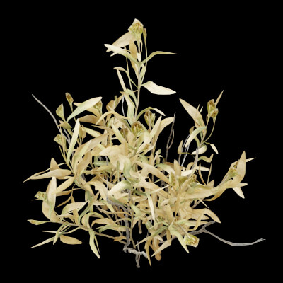 Rhazya Plant Shrub