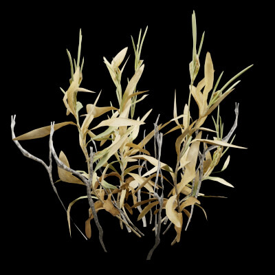Rhazya Plant Shrub