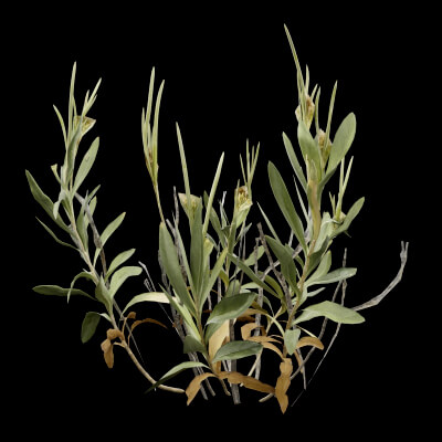 Rhazya Plant Shrub