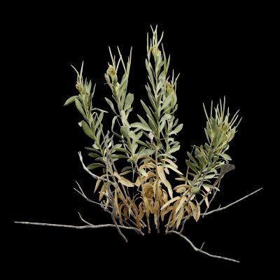 Rhazya Plant Shrub