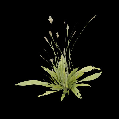Ribwort Plantain