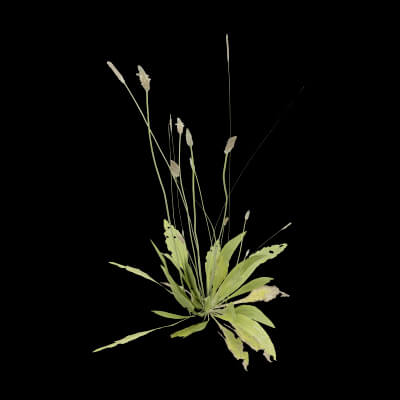 Ribwort Plantain