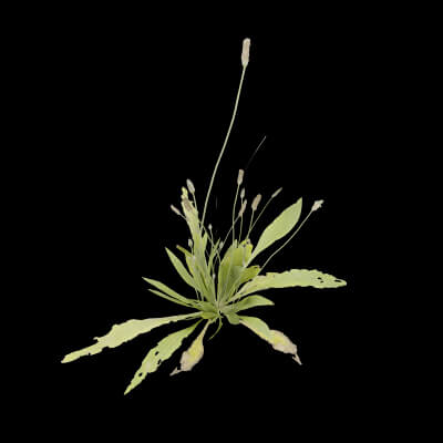 Ribwort Plantain