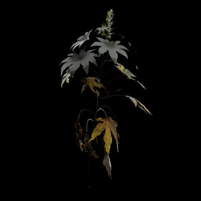 Ricinus Plant