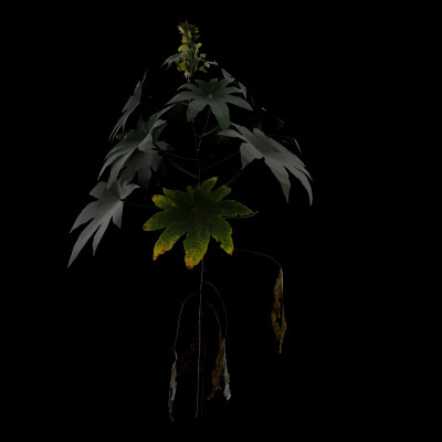 Ricinus Plant