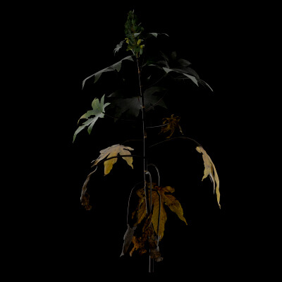 Ricinus Plant
