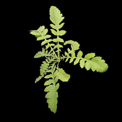 Rorippa Palustris Plant