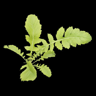 Rorippa Palustris Plant
