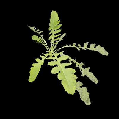 Rorippa Palustris Plant
