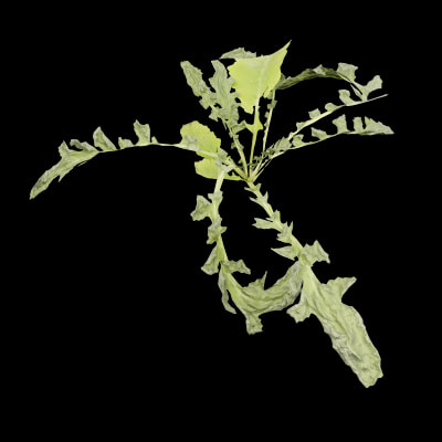 Rorippa Palustris Plant