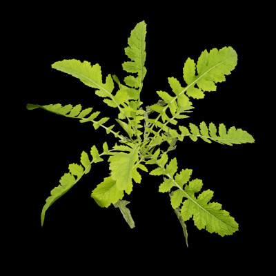Rorippa Palustris Plant