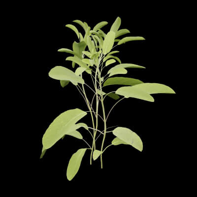 Salvia Officinalis Plant
