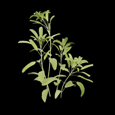 Salvia officinalis Plant