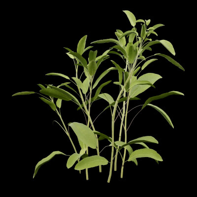 Salvia Officinalis Plant