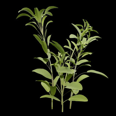Salvia Officinalis Plant
