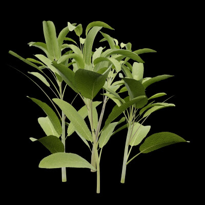 Salvia Officinalis Plant