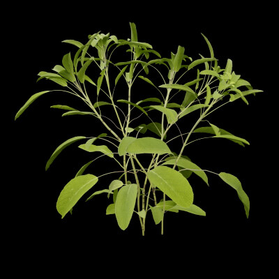 Salvia Officinalis Plant