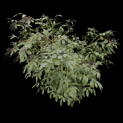 Sambucus Plant
