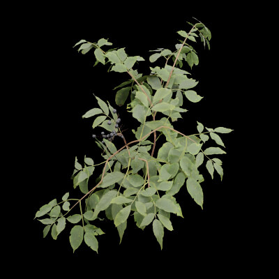 Sambucus Plant
