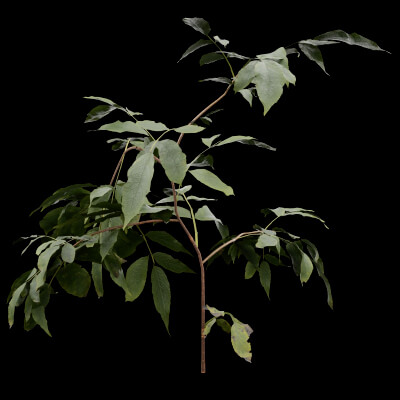 Sambucus Plant