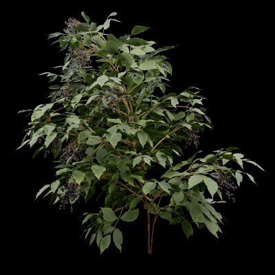 Sambucus Plant