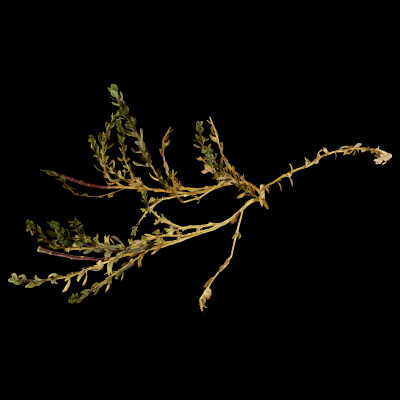 Sea Beet Plant