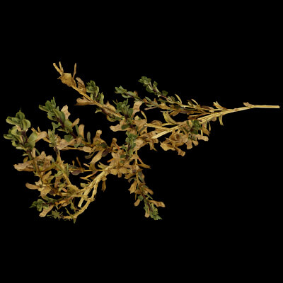 Sea Beet Plant