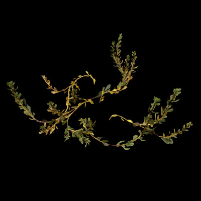 Sea Beet Plant