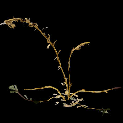Sea Beet Plant