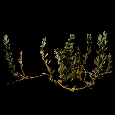 Sea Beet Plant